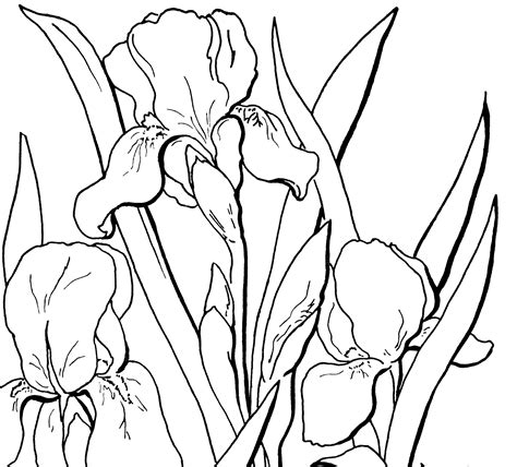 It rained for 40 days. Free Adult Floral Coloring Page | Iris flowers, Iris and ...