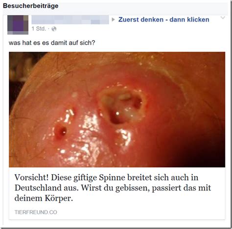Die gibt es doch hier gar nicht. Breitet sich diese giftige Spinne aus? - mimikama