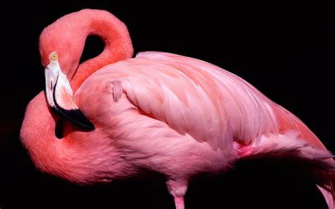 Flamingos or flamingoes are a type of wading bird in the family phoenicopteridae, the only bird family in the order phoenicopteriformes. Pink Bird Flamingo | HD Wallpapers