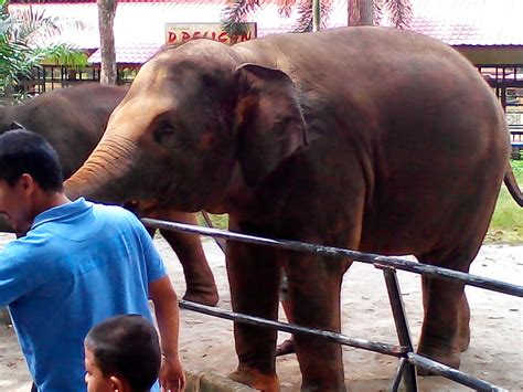 Το ελληνικό web meeting point. MENYUSUN SEJARAH MASA DEPAN..: ZOO MELAKA 2014