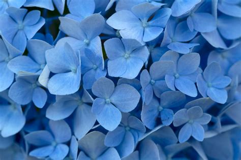 Find images of blue flowers. Free Photo of blue, flowers, background - StockSnap.io
