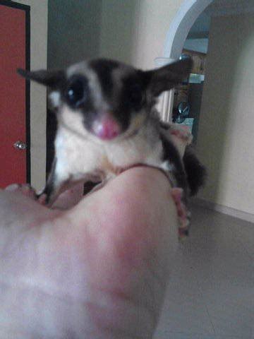 Search through thousands of dogs for sale and puppies for sale adverts near me in the usa and europe at animalssale.com. Baby Sugar Glider at Sabah FOR SALE ADOPTION from Kota ...