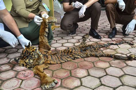 We did not find results for: Barang Bukti Kulit Harimau Diserahkan Kejari ke BKSDA Aceh