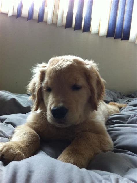Dogs rescued by rescue a golden of arizona. Ray Charles (With images) | Golden retriever, Golden ...