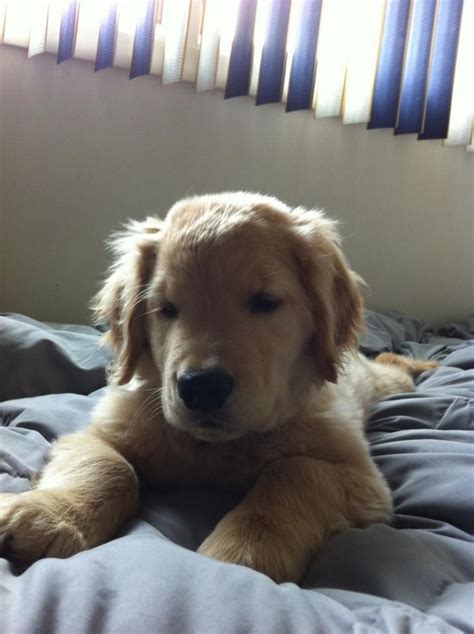 Top of page add new shelter or rescue group. Ray Charles (With images) | Golden retriever, Golden ...