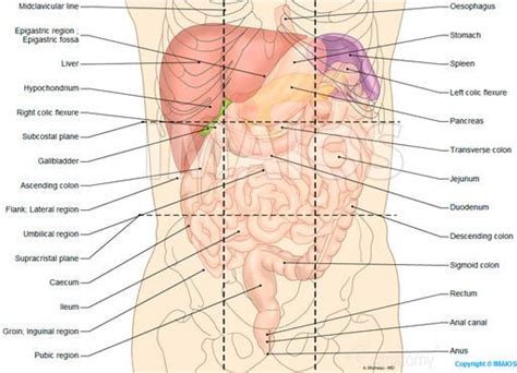 Functional anatomy integumentary system the study of anatomy in its. Abdominal cavity: This webpage is so helpful | Digestive ...