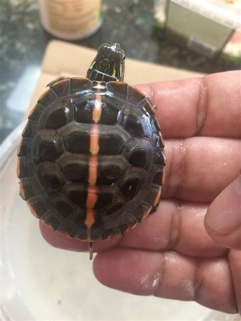 Fossils show that the painted turtle existed 15 million years ago. Painting Turtle Shell at PaintingValley.com | Explore ...