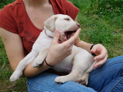 Our champagne lab puppies, other than being very cute and cuddly, have creamy, golden coats and light brown noses. Champagne Labrador Puppies for Sale, Our Lyrical Labs ...