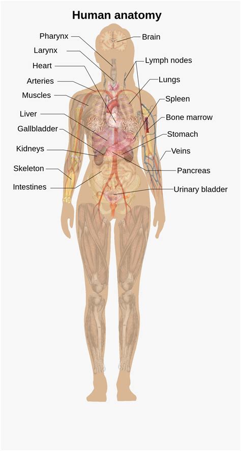 Your kidneys are closely connected with your urinary tract and filter out waste from your blood and get rid of excess fluid. Transparent Human Anatomy Clipart - Human Body Diagram ...