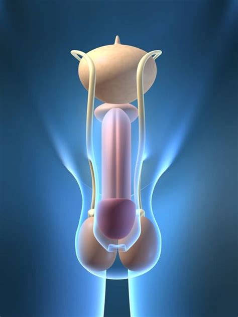 Massage of prostate by experienced doctor. Pin on Mens Health