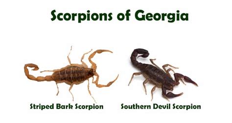 Maybe you would like to learn more about one of these? Scorpion Control Services | Based out of Dawsonville ...