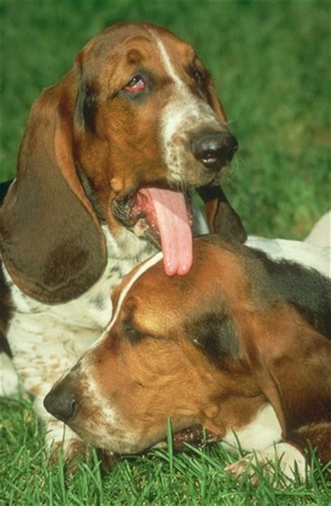 We are looking for a male basset puppy to be best friends with. Basset Hound Pictures