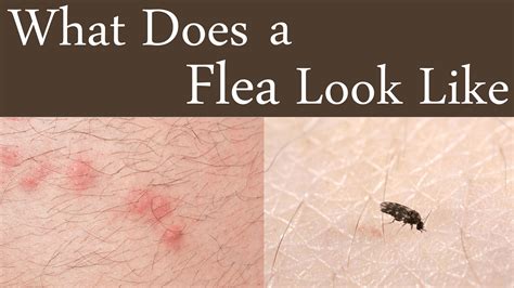 The aspca highly discourages declawing cats. What Does A Flea Look Like