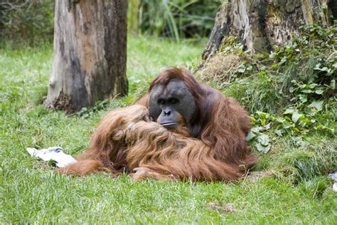 Don't head to dortmund zoo without the facts about travel restrictions and quarantine policies. Walter (Orang Utan) - Tierpersönlichkeiten - Tiere im Zoo ...