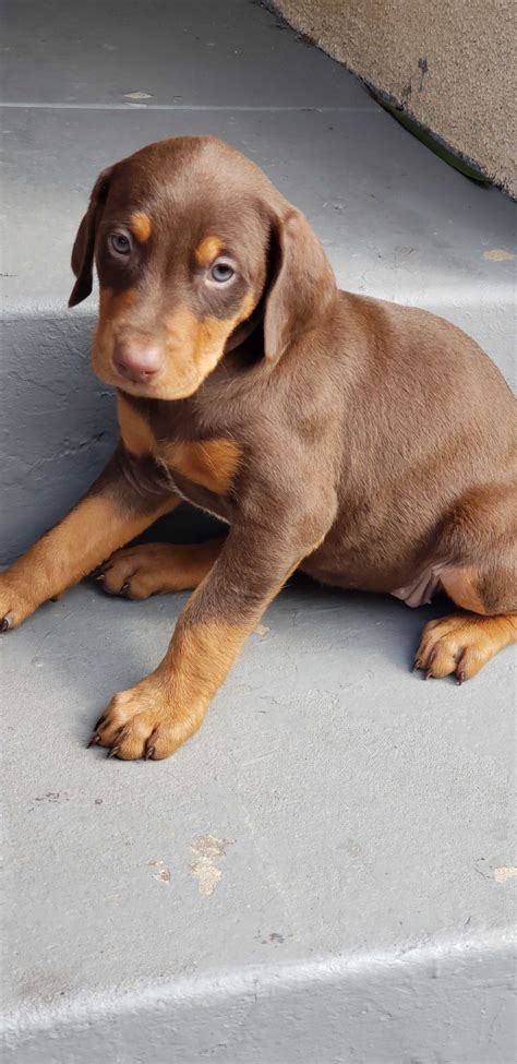 The doberman pinscher (also known as a dobermann or affectionately called 'dobe') was bred in germany in the late nineteenth century, almost exclusively as the work of one man—louis dobermann. Adopt Doberman pup a Brown/Chocolate Doberman Pinscher ...