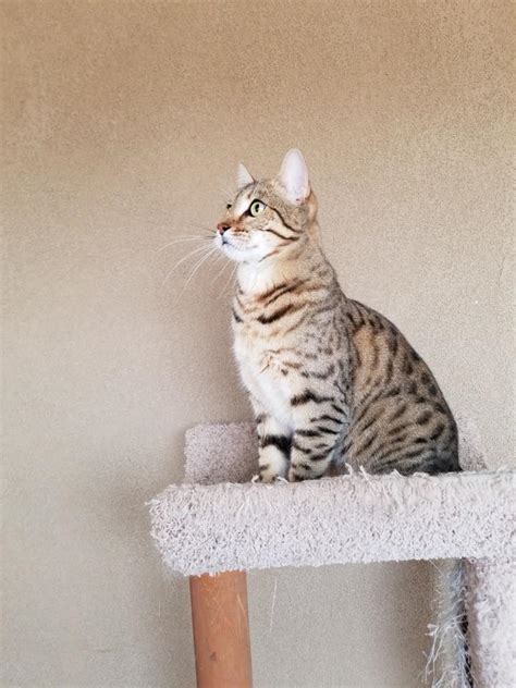 The savannah cat is the largest of the cat breeds. Savannah Cat Rescue - Home | Facebook