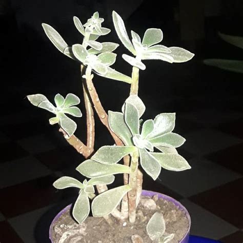 It has the same fuzzy. Kalanchoe Tomentosa Cinnamon, Kalanchoe Tomentosa ...