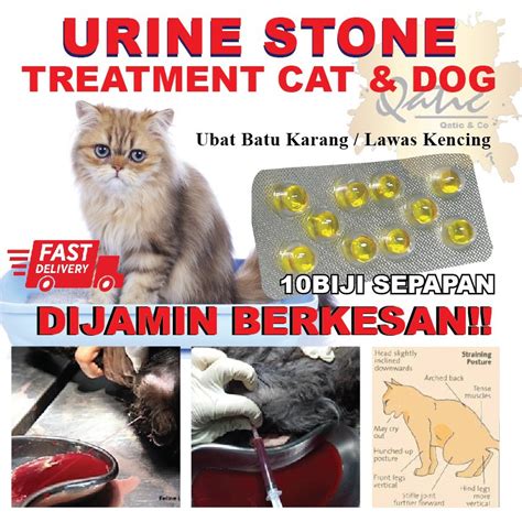 Kucing yang muntah adalah hal yang umum terjadi. Ubat Batu Karang kucing / Urine Stone / Lawas Kencing - 10 ...