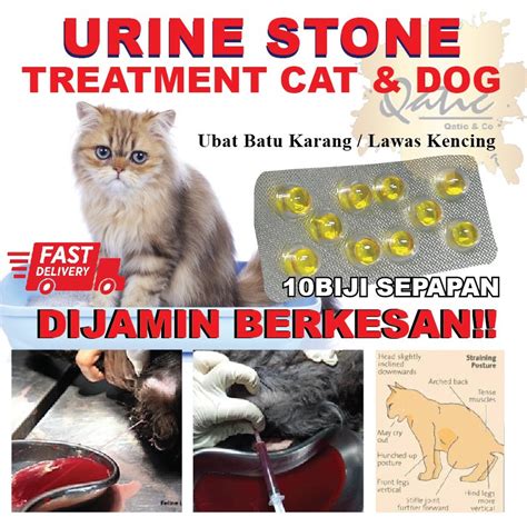 Ubat Batu Karang kucing / Urine Stone / Lawas Kencing - 10 ...