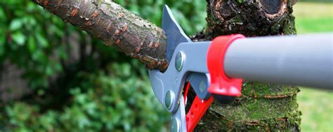 We did not find results for: Indianapolis Tree Removal | Cardinal Tree Service ...