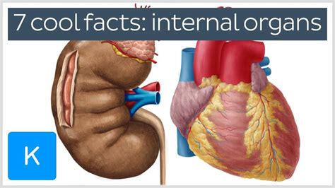 Picture of human body body parts. Image Of Human Internal Organs | Body anatomy organs, Human body anatomy, Human body diagram