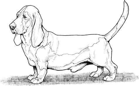 Free printable dog coloring pages scroll down the page to see all of our printable dog pictures. Dog Breed Coloring Pages | Dog coloring page, Dog images ...