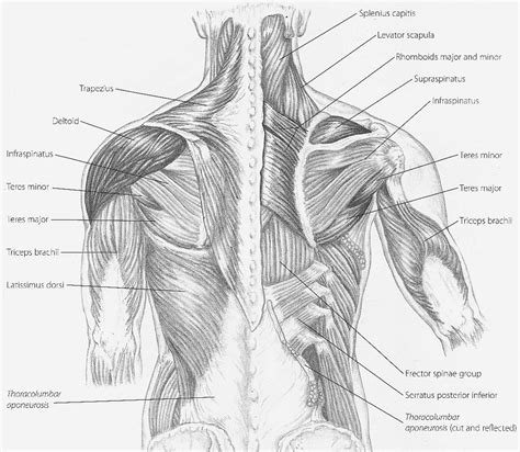 Arm muscle diagram (page 1). Arm Muscle Diagram - exatin.info