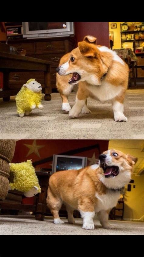 Funny animals compilation try not to laugh cute animals doing. Get this thing away from me! | Funny animals with captions ...