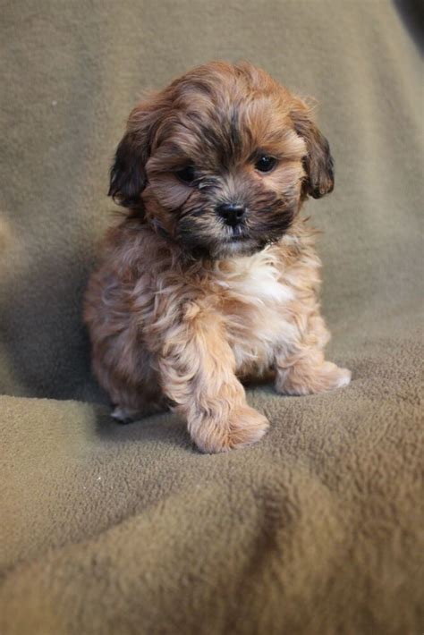 Very cute and fluffy with curly hair and short faces. Adorable fluffy red shih-poo puppy #shihtzu | Shih poo ...