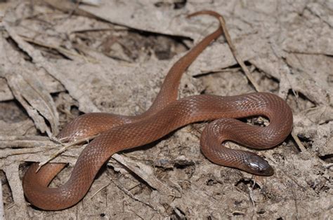 I looked up reptile laws for texas and didn't find anything against keeping them. Rough Earth Snake | Haldea striatula, Harris County, Texas ...