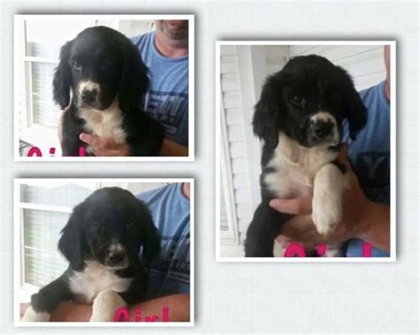 Visit rochester animal services and give an animal a loving home. Meet Cocker Spaniel Mix Puppies (Smyrna, NY), a Petfinder ...