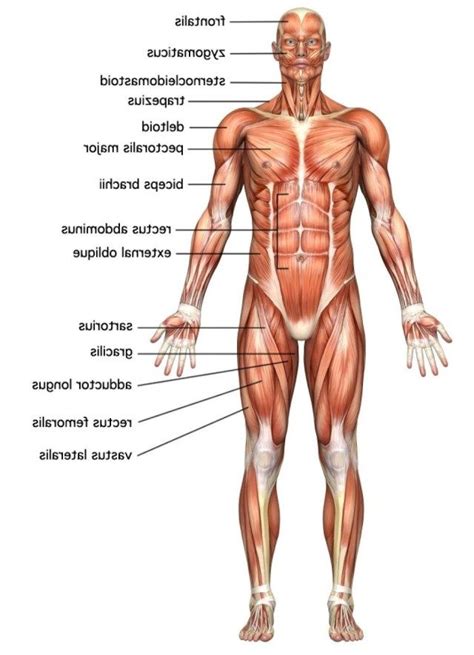 Each of these muscles is a discrete organ constructed of skeletal muscle tissue, blood vessels, tendons, and nerves. Human Body Muscle Chart | Human body muscles, Body muscle ...