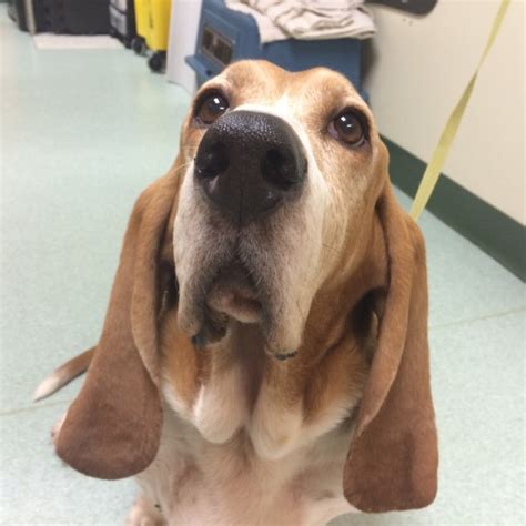 Although canine tzl is incurable, the prognosis is generally good (with or without treatment), with reported median survival times of 2 to 2.75 years. There are treatment options for lymphoma in dogs! - Dr ...