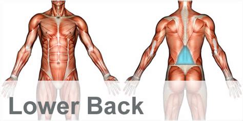 Related posts of muscles of the lower back and buttocks diagram muscle anatomy for bodybuilding. Exercise Videos | SHAPESENSE.COM