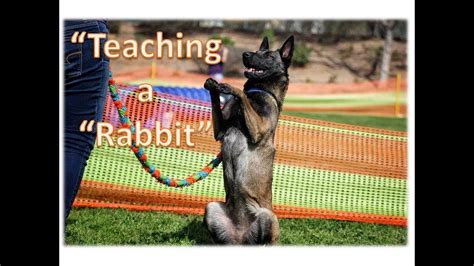 Placing your hand in the right position is important. How to teach a dog to do "Rabbit" / "Sit pretty" | Dana ...