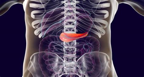 Cats with mild, longterm pancreatitis should be monitored for however, with appropriate diet supplementation and monitoring, cats with exocrine pancreatic insufficiency usually gain weight quickly, pass normal. National Nutrition Week 2018: All you need to know about ...