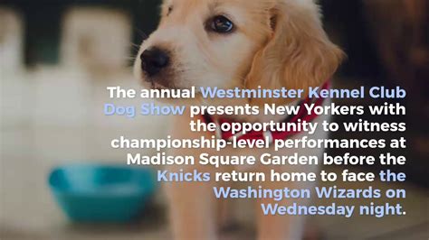 The 2021 westminster dog show will be staged over two days, saturday, june 12 and sunday, june 13, at the new location of lyndhurst, national historic trust, tarrytown, new york. Westminster Dog Show 2020: Best in Show historically dominated by Terrier group - YouTube