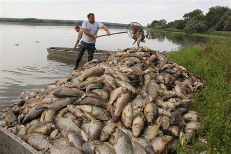 Das kleine binnenland wird im westen von deutschland, im norden von polen, im osten von der slowakei und im süden von österreich begrenzt. Hitzesommer sorgt für Fischsterben in Tschechien - hohe ...