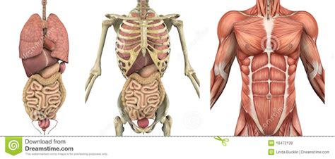 The cow anatomy 3d flip chart is a portable relief chart that splits down the middle and opens to reveal 3 separate bovine anatomical illustrations: Anatomical Overlays - Male Torso With Organs Stock ...