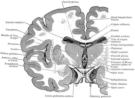 Human brain white matter (wm) structure and organisation are not yet completely known. Coronal Section Through the Cerebrum | ClipArt ETC