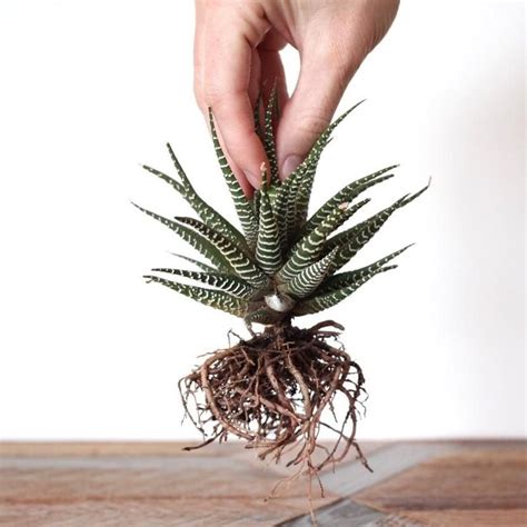 You can replant a strawberry plant any time during the growing season. How to Transplant Succulents (With images) | Repotting ...