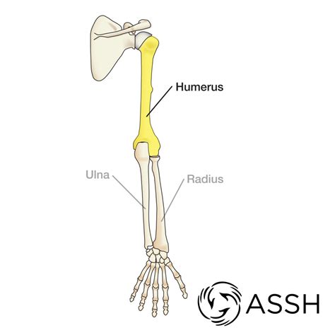 As a nurse, you will need to know the basic about the human. Anatomy 101: Arm Bones - The Handcare Blog
