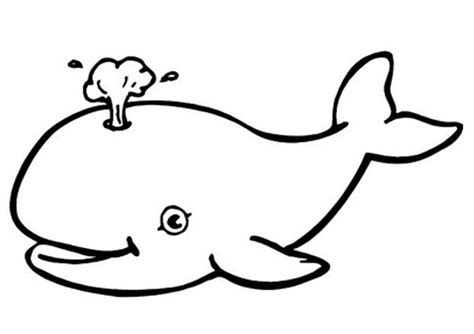 Whale coloring pages for preschool preschool and kindergarten this section includes enjoyable colouring free printable homework whale coloring pages and worksheets for every age. Free Printable Whale Coloring Pages For Kids