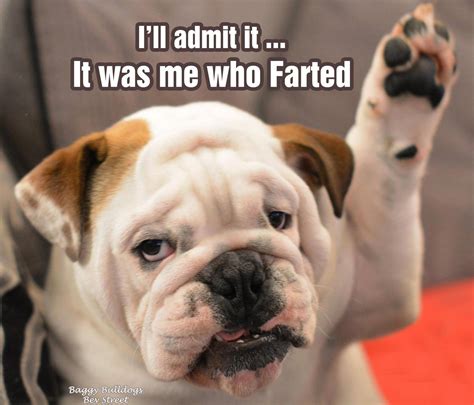 English bulldog quotes | more quotes following soon, this topic will be regularly updated with. Bulldog - Calm Courageous and Friendly | Bulldog, Bulldog funny, Bulldog puppies