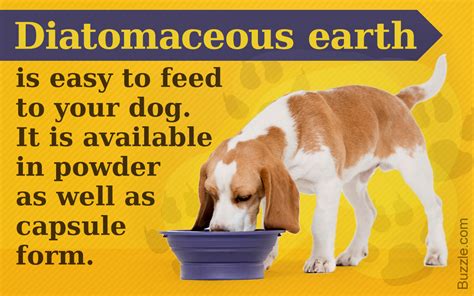 Diatomaceous earth is a popular natural flea control solution for dogs and cats. How to Use Diatomaceous Earth to Eliminate Tapeworms in ...