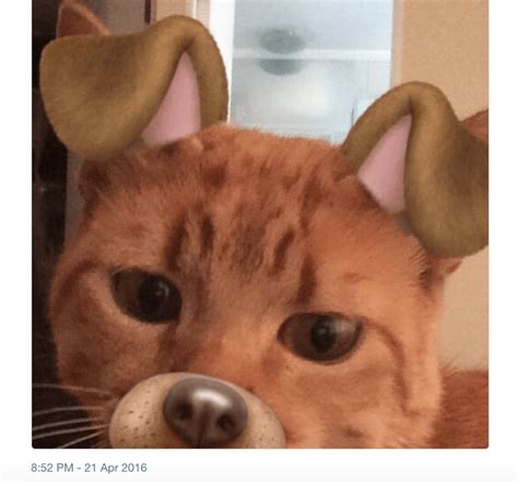 All orders are custom made and most ship worldwide within 24 hours. 15 Times Different Animals Used The Dog Snapchat Filter ...
