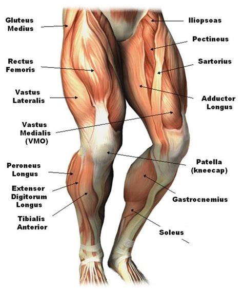1.1 how skeletal muscles produce movement. muscles used while running - Google Search | Leg muscles ...