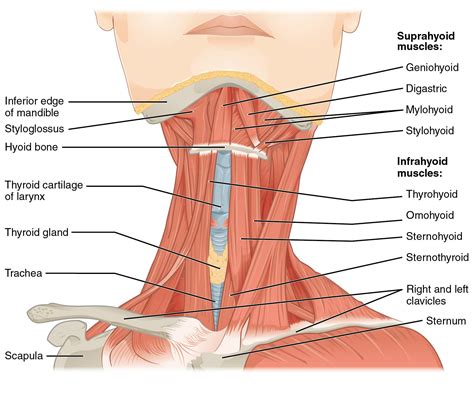 These muscles course from your vertebral column to your ribs. skeletal anatomy coloring pages showing also hyoid bone ...