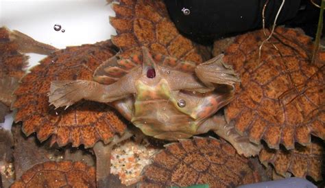 May 18, 2021 · a snapping turtle is a champion at this skill. - The Science of Stuff