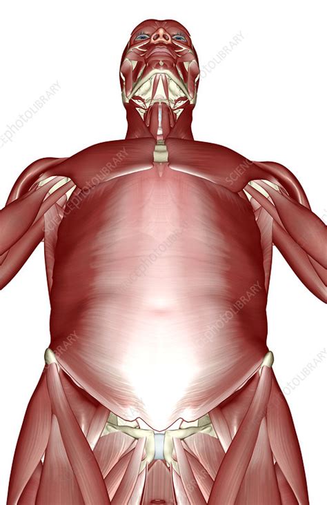 Collectively, these muscles are involved in the muscles of the shoulder joint can be divided into an intrinsic and extrinsic group; Muscles Of Upper Torso - Anterior Torso Muscle Anatomy